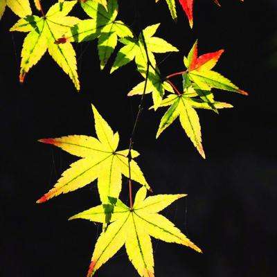 天空赌徒最新版下载